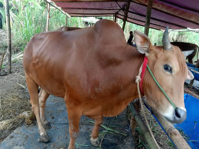 Sapi Utuh (1 Ekor)