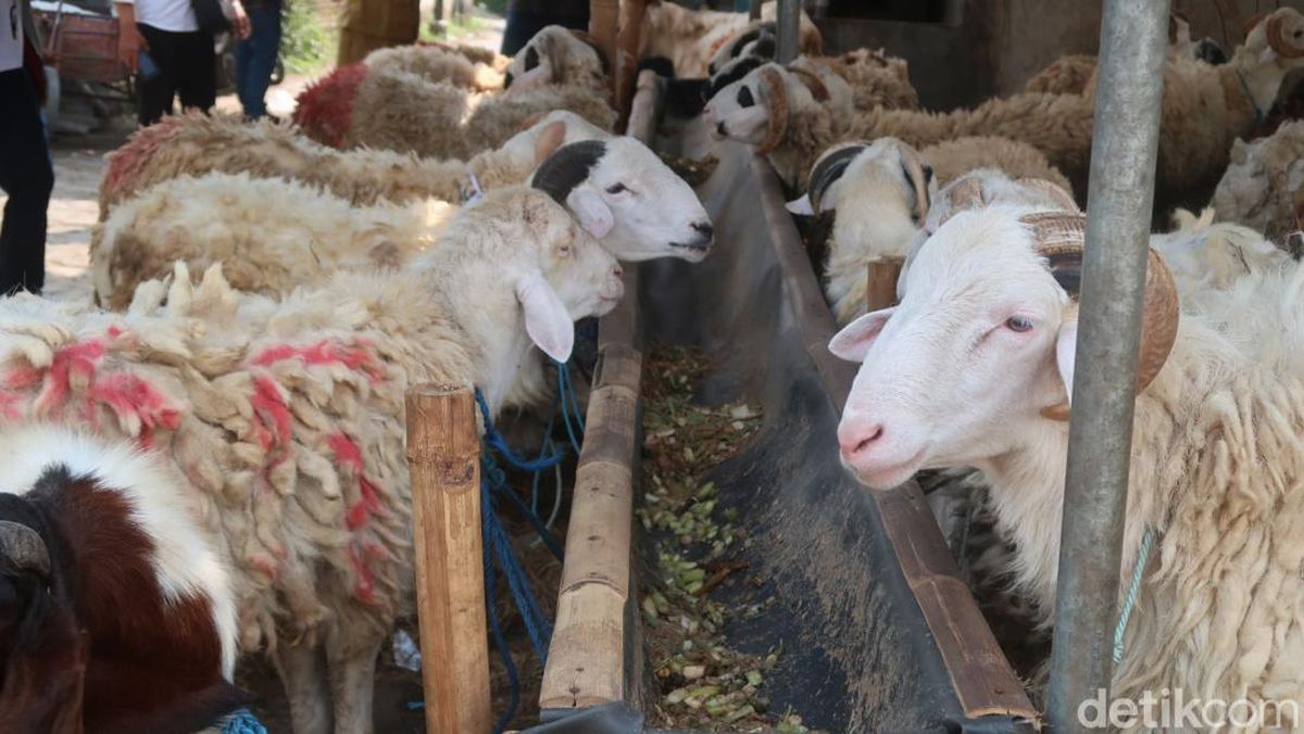 Kambing / Domba